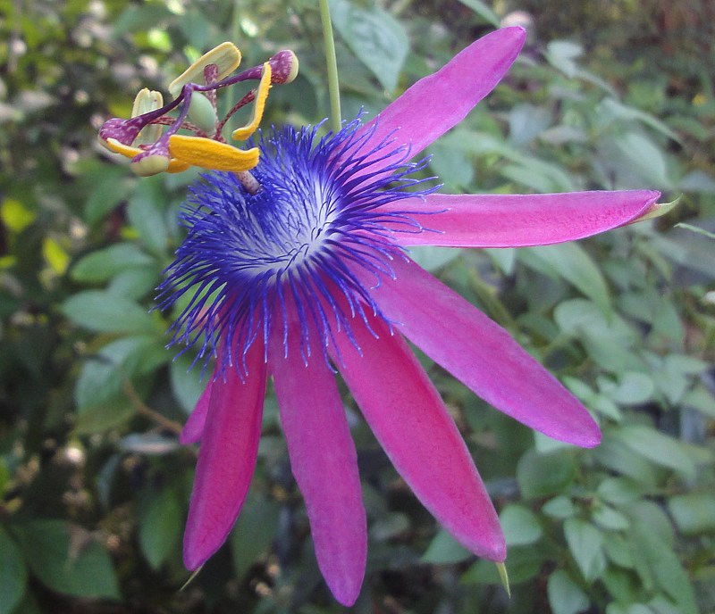 پاسیفلورا لوفگرنی